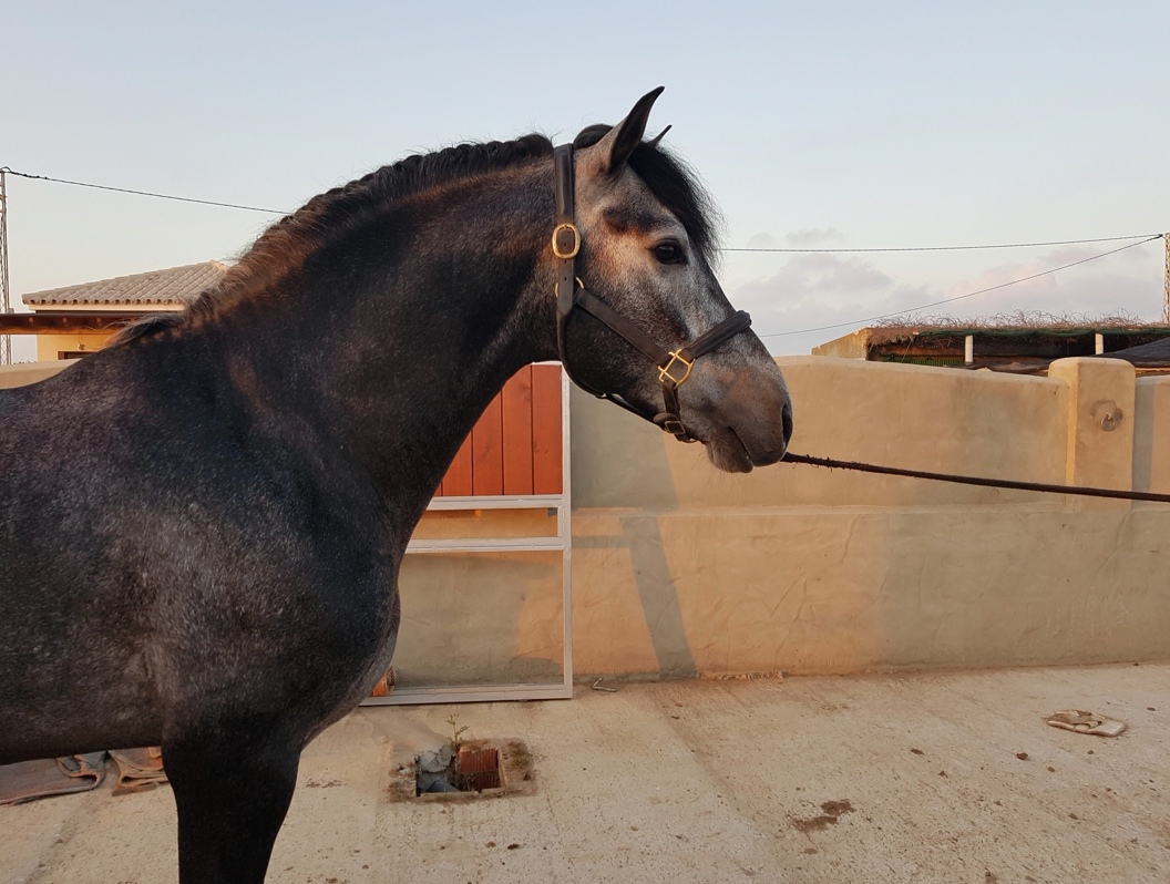 Image de l'annonce Cheval entier PRE 5 ans