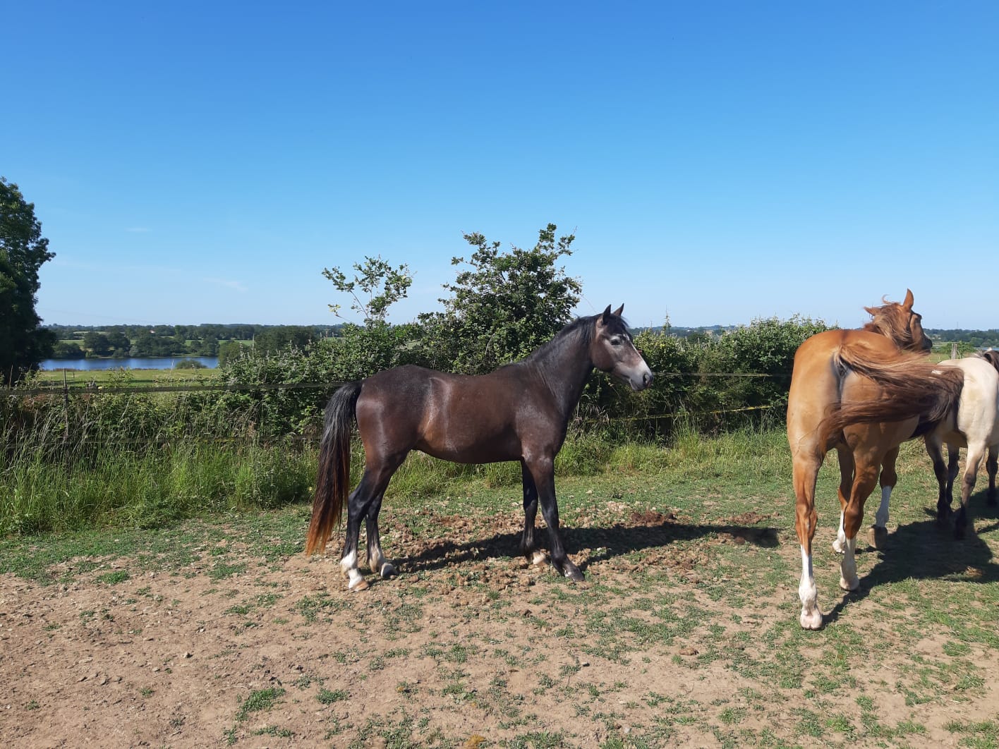 Image de l'annonce Mâle de 2 ans Connemara par Idefix de Villon et Kilkenny Aluinn ( Thunder du Blin )