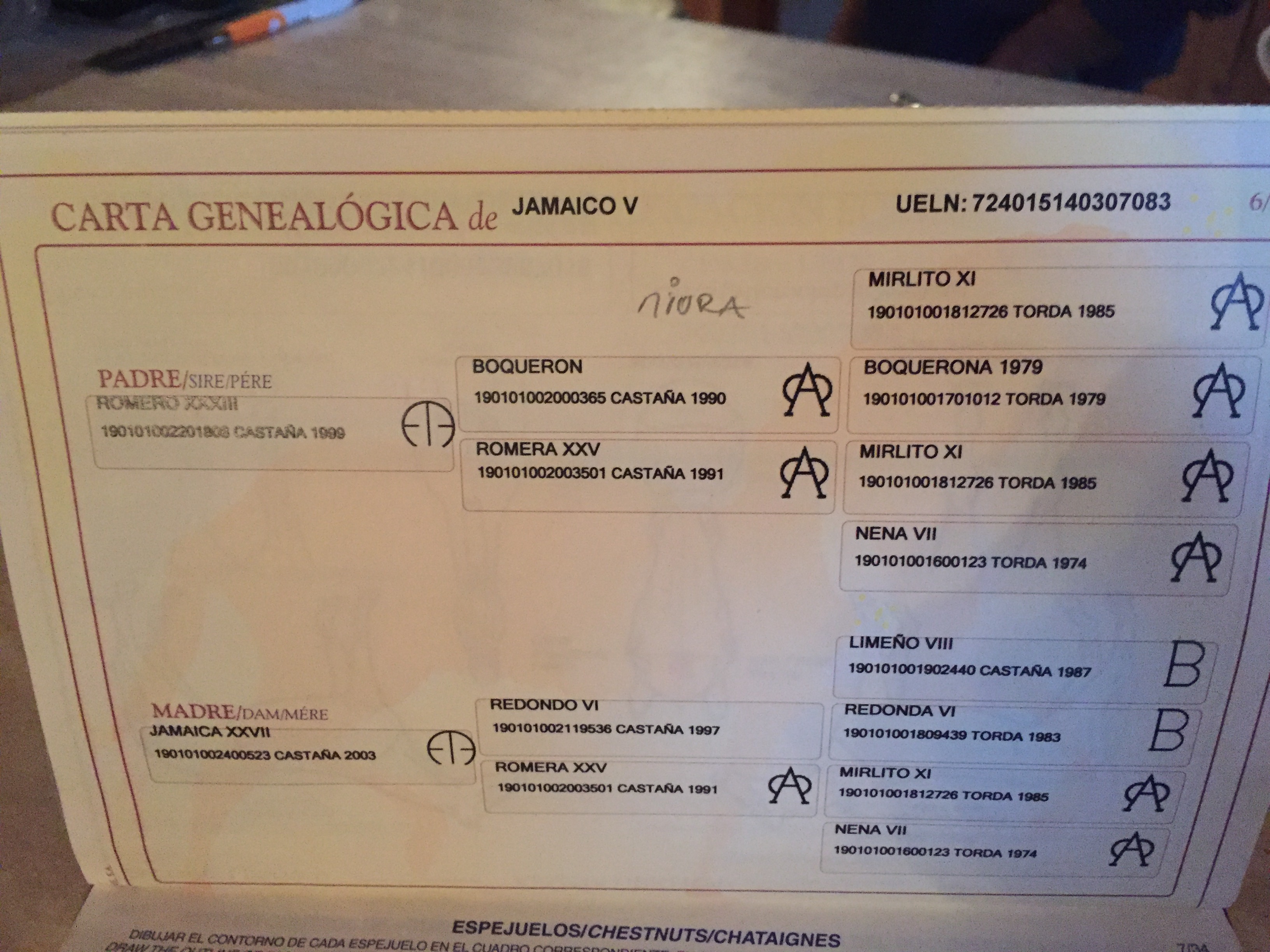Image de l'annonce Cheval espagnol