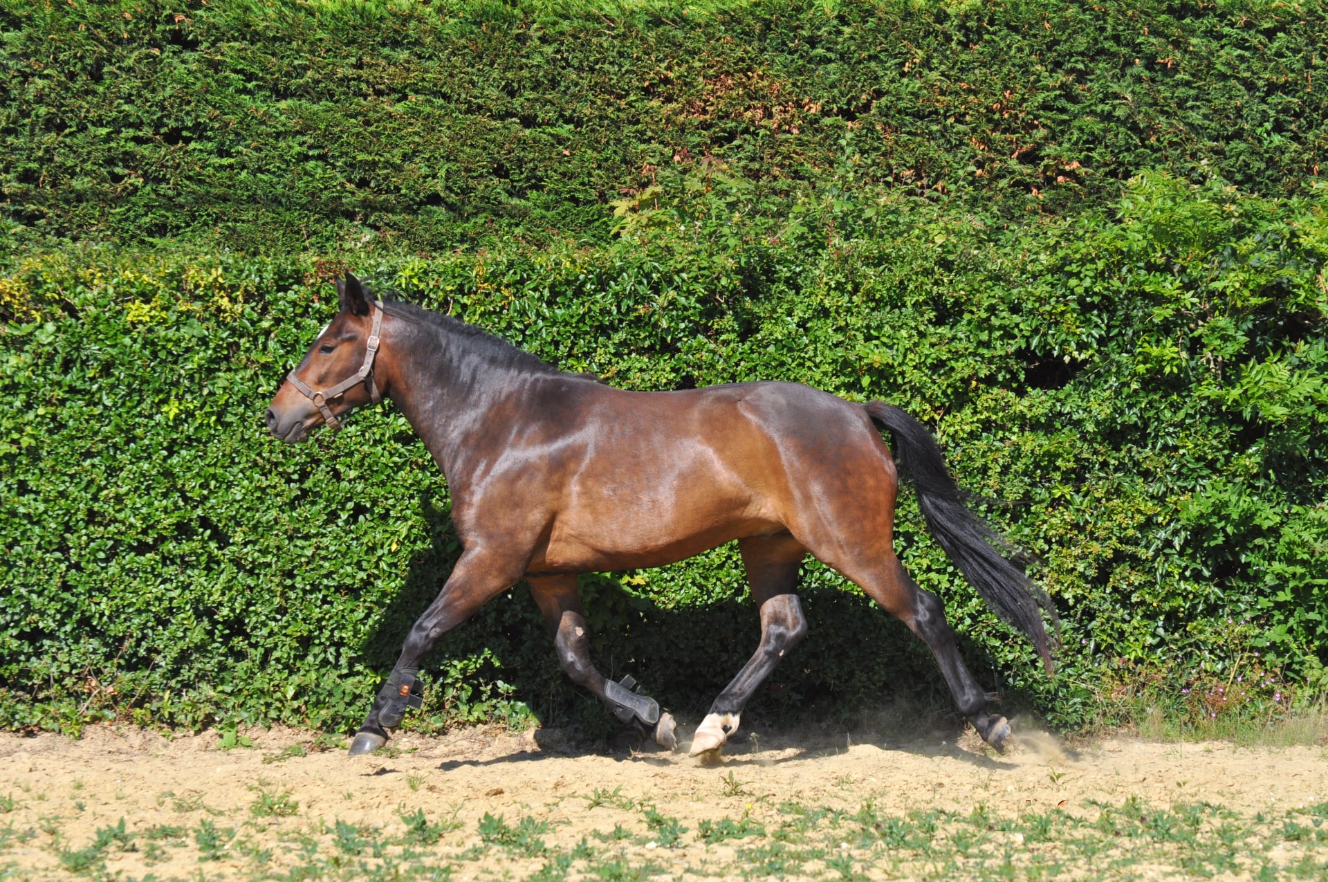 Image de l'annonce poney D 4ans