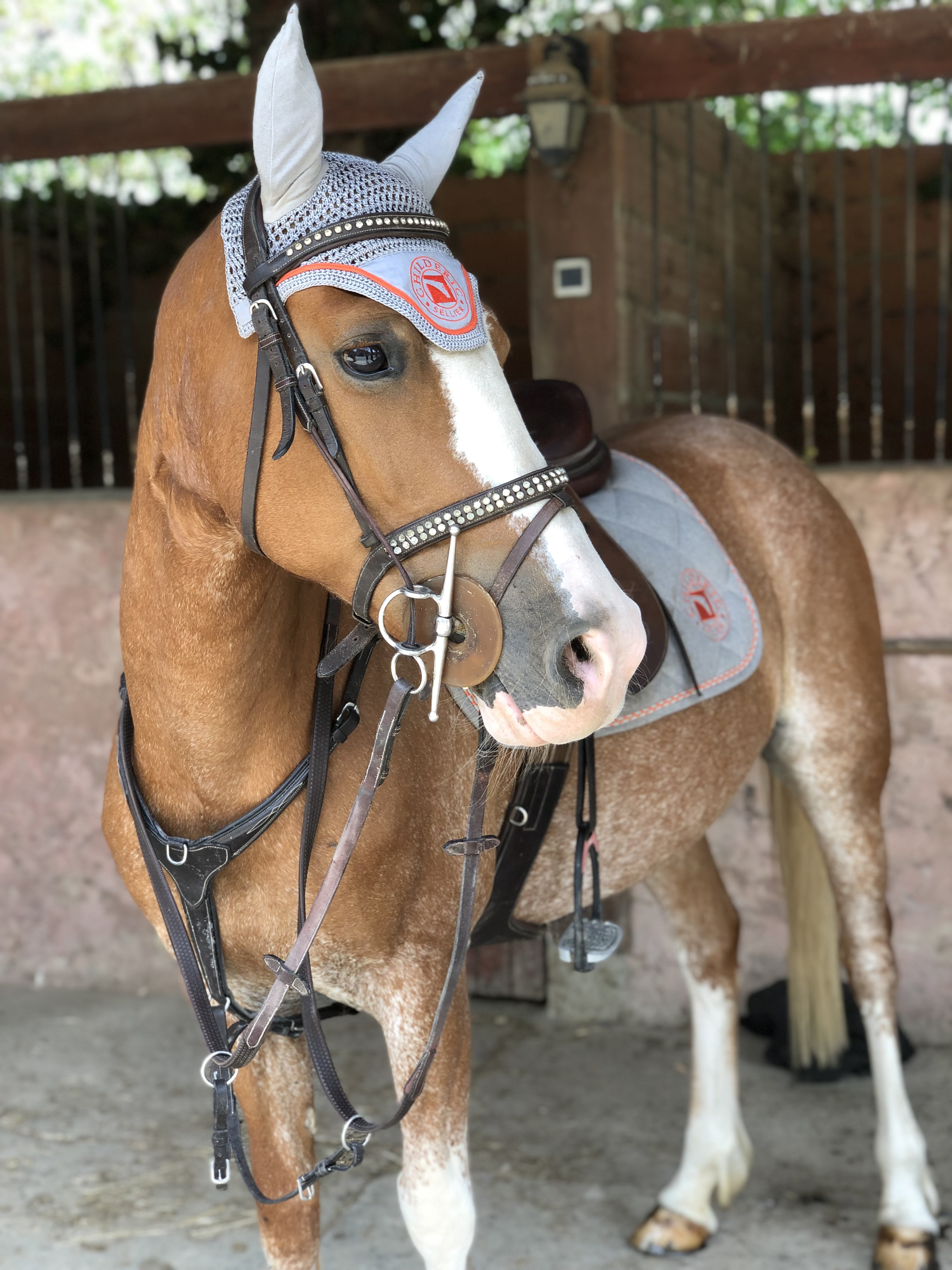 Image de l'annonce Ponette de sport classée chmpnt de France