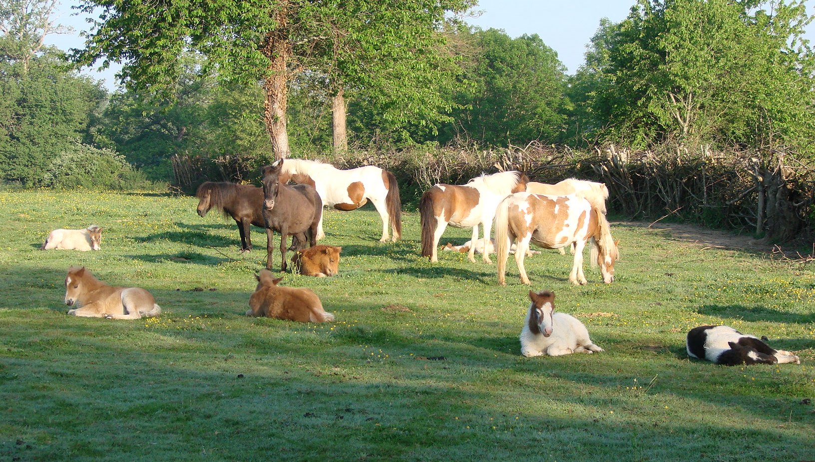 Image de l'annonce Poneys type SHETLAND toutes couleurs