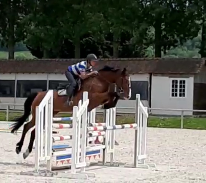 Image de l'annonce Belle et bonne jument de 7 ans - Idéal amateur / passage poney cheval