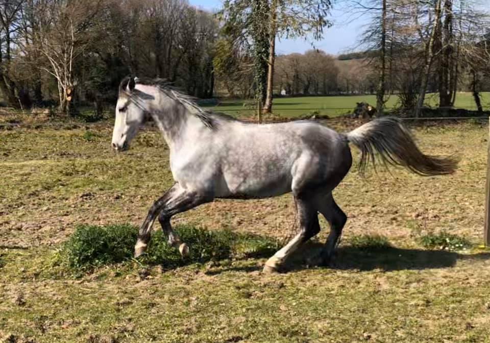 Image de l'annonce HONGRE 9 ANS POUR ENDURANCE DSA 90,49% ARABE