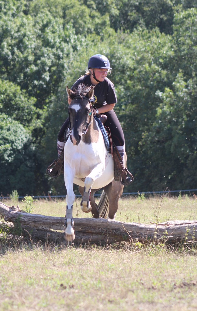 Image de l'annonce Jeune jument paint horse grullo tobiano montée