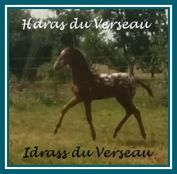 Image de l'annonce BAI PEARL APP Hispano-Arabe-Barbe Mâle 2018