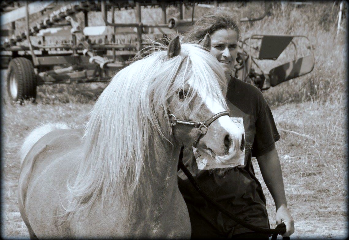 Image de l'annonce Magnifique étalon Welsh A  palomino