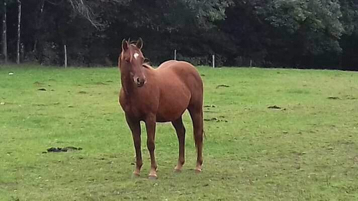 Image de l'annonce Jument paint horse 2017