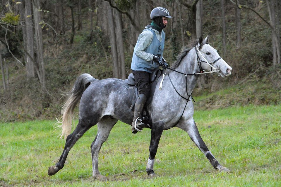 Image de l'annonce HONGRE 9 ANS POUR ENDURANCE DSA 90,49% ARABE