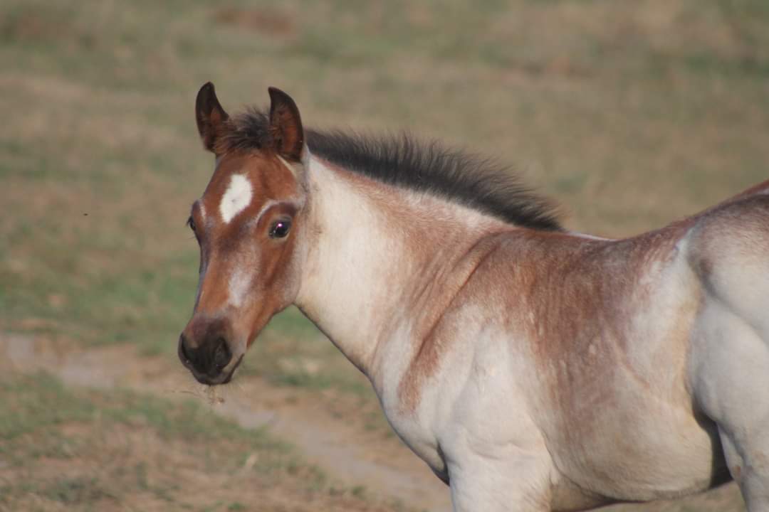 Image de l'annonce Quarter horse bai roan