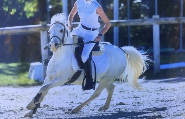Image de l'annonce Ponette Welsh mountain A pp