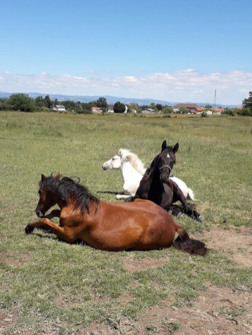 Image de l'annonce joli male entier de 1 ans de SANDRO BOY (Oldenburger CSO)