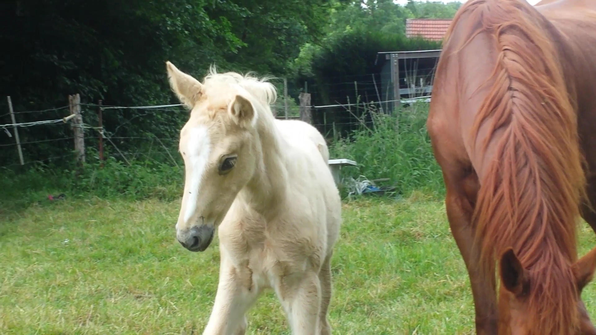 Image de l'annonce poulain palomino 2020 origines top sf X welsh