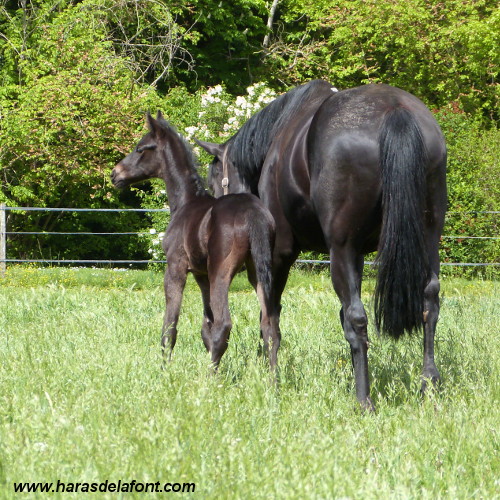 Image de l'annonce Top poulain neveu DIRECT de Romantic Love CCI5*