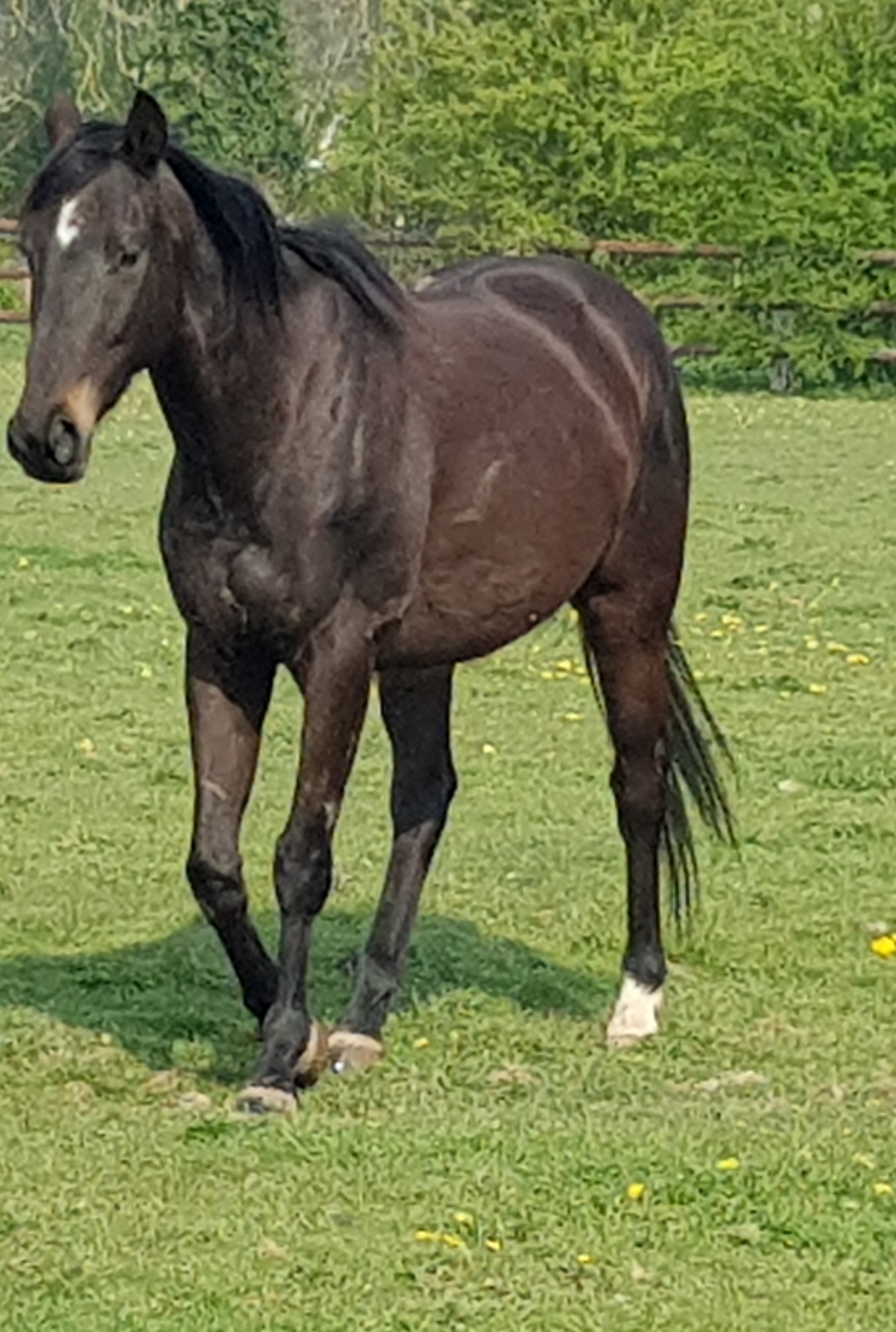 Image de l'annonce A VENDRE CHEVAL DE COURSE PS