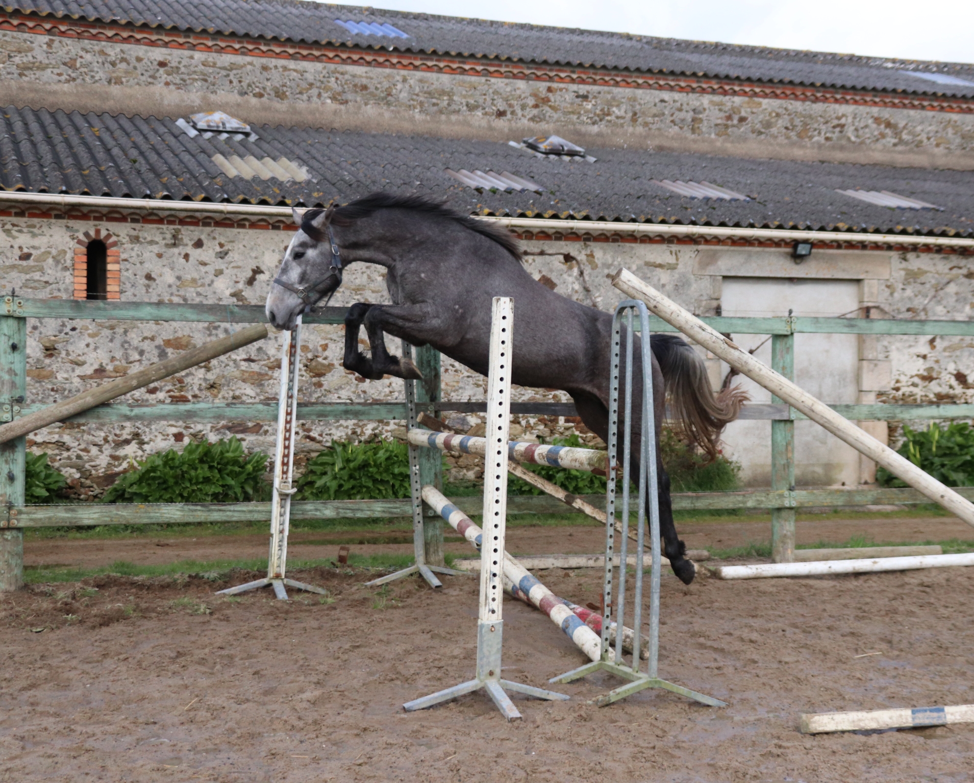 Image de l'annonce Jolie cheval gris