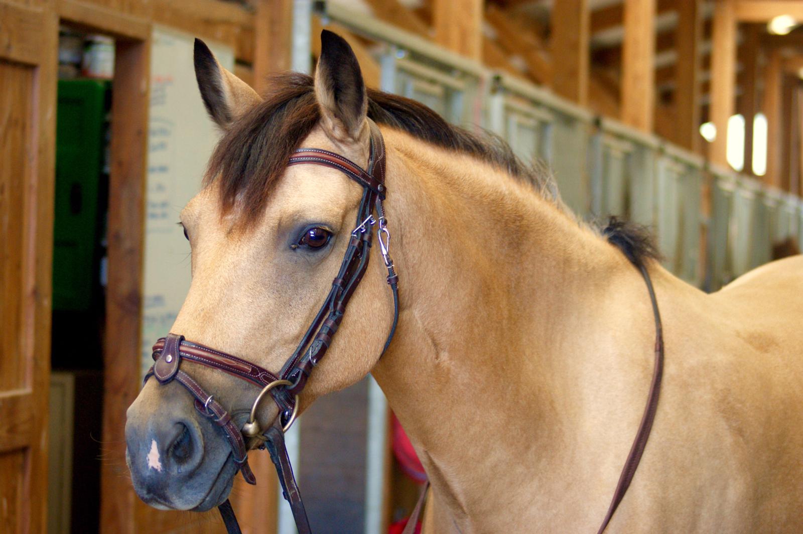 Image de l'annonce PONETTE AS2 / AS1 : à vendre ou à échanger
