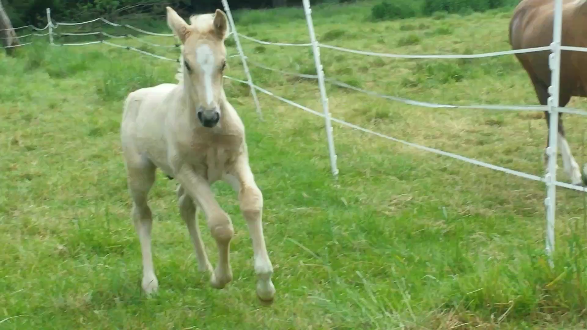 Image de l'annonce poulain palomino 2020 origines top sf X welsh