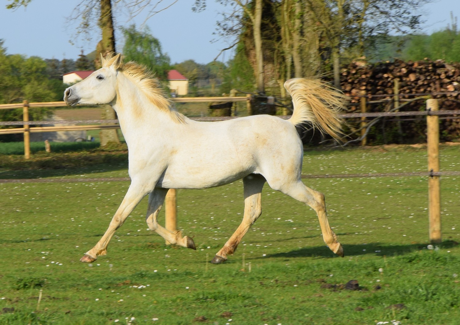 Image de l'annonce Magnifique jument  grise 13 ans 1m52 OC