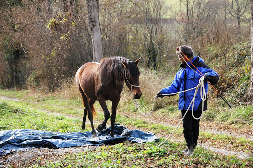 Image de l'annonce La préparation du cheval en plusieurs étapes