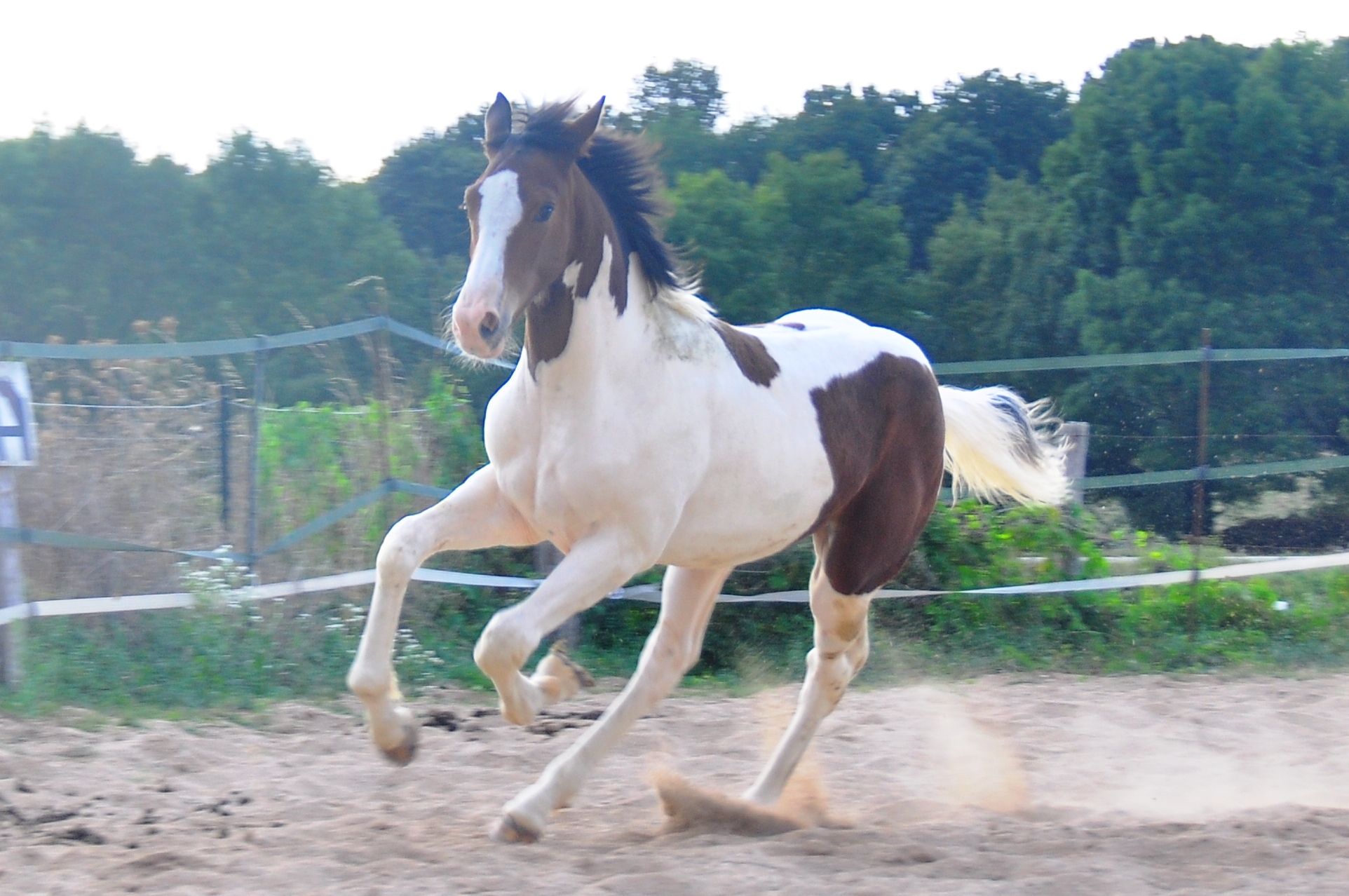 Image de l'annonce Magnifique poulain sport top origines modèle allures