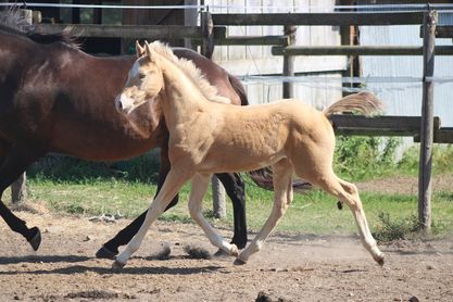 Image de l'annonce AV foal mâle champagne ambre ovéro