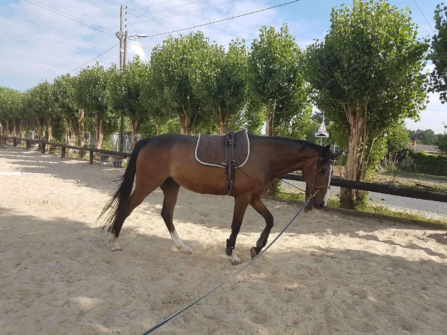Image de l'annonce Cheval de loisir