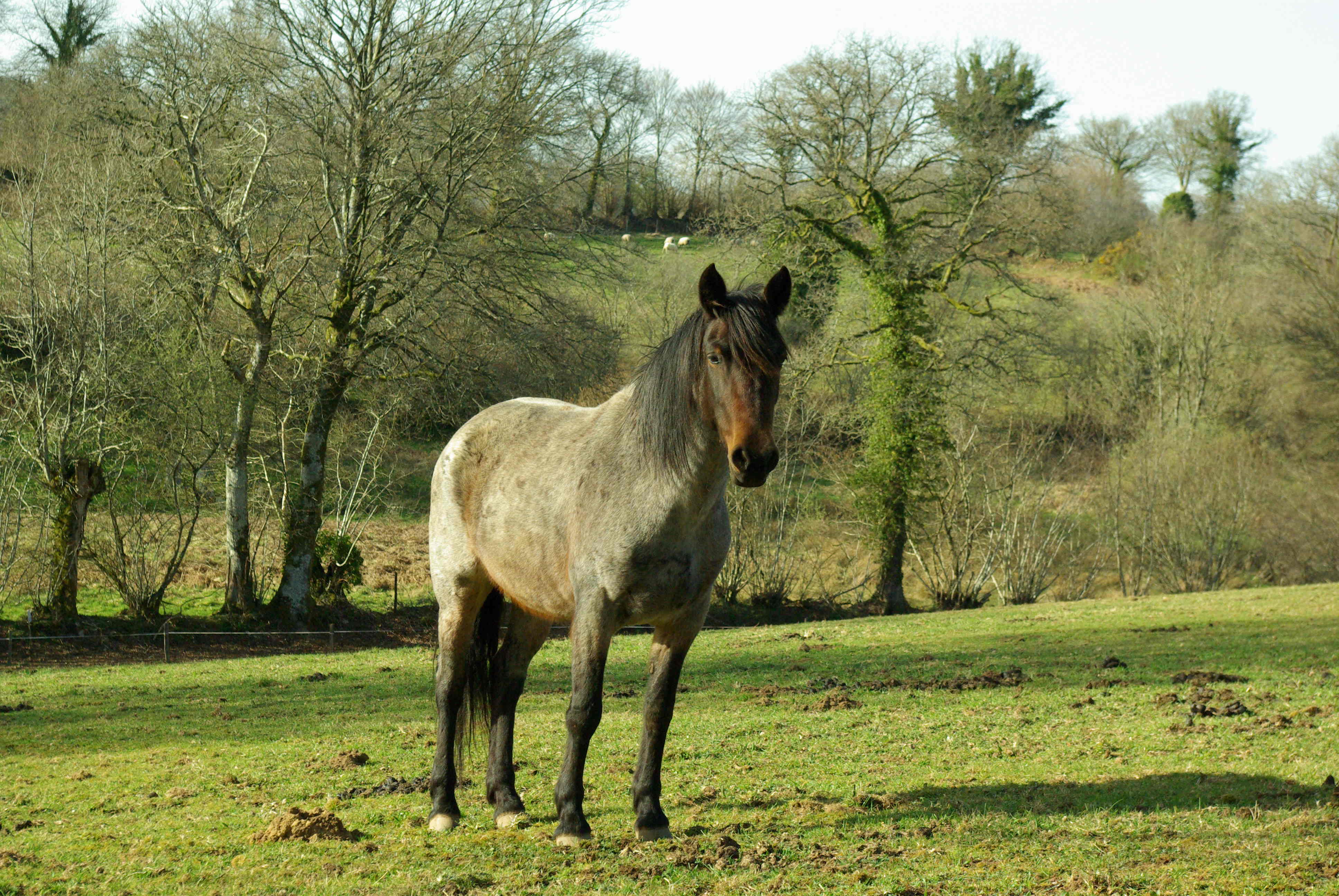 Image de l'annonce Jument Criollo pp