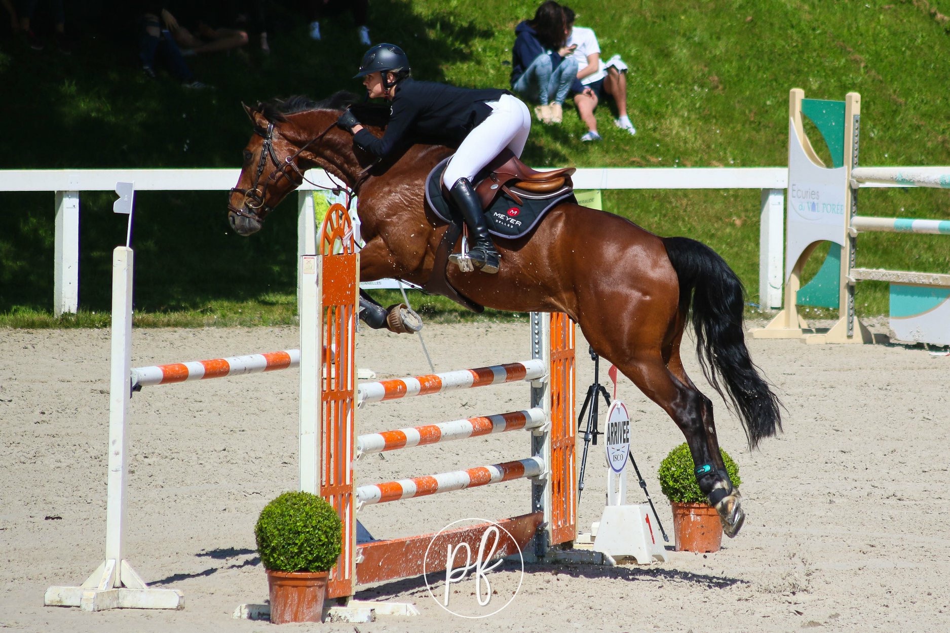 Image de l'annonce cheval cso