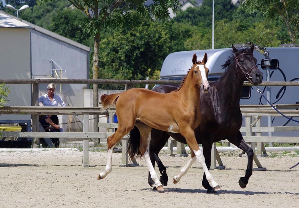 Image de l'annonce Poulain Balou du Rouet x Kannan