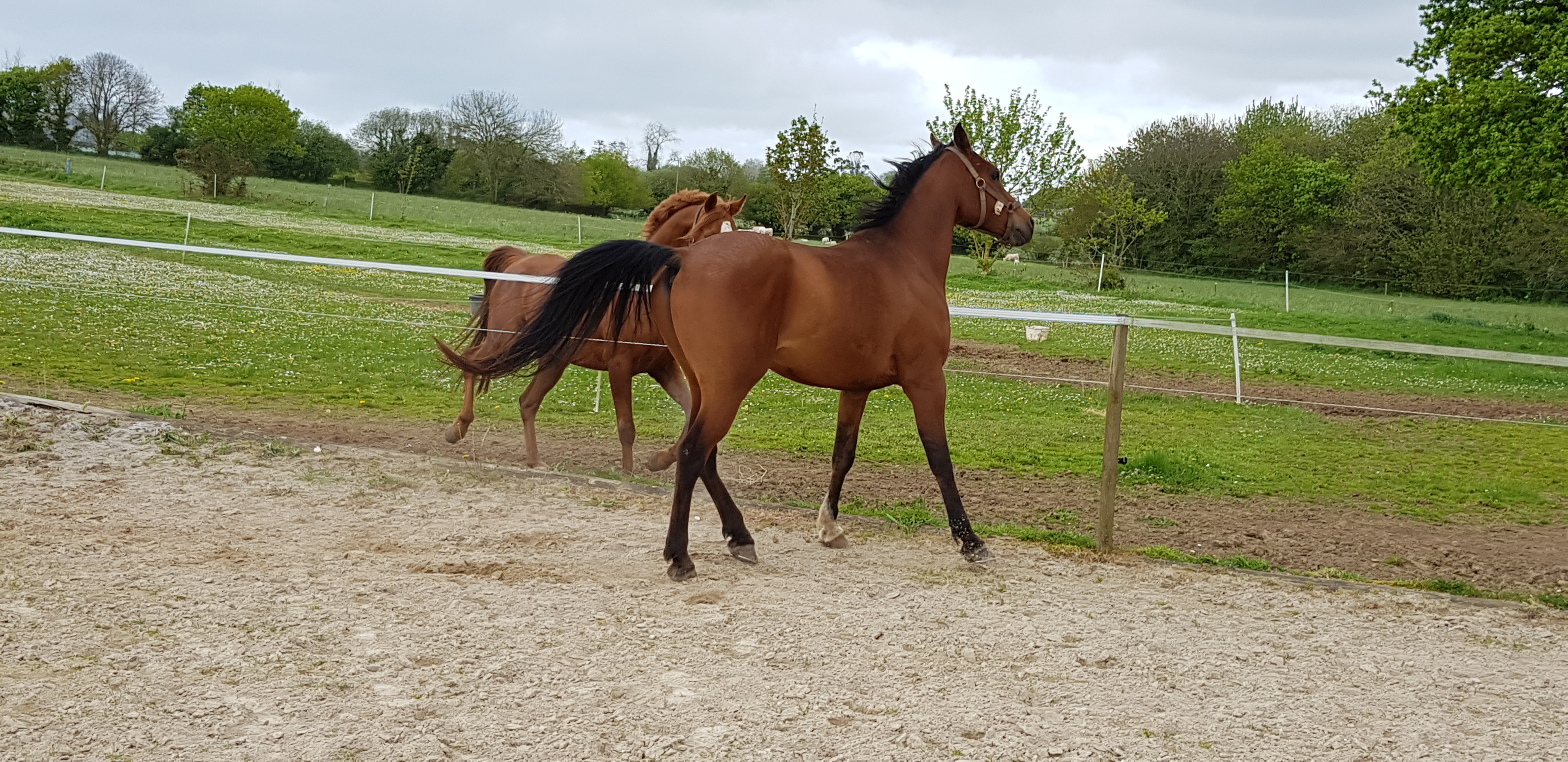 Image de l'annonce Cheval de loisir