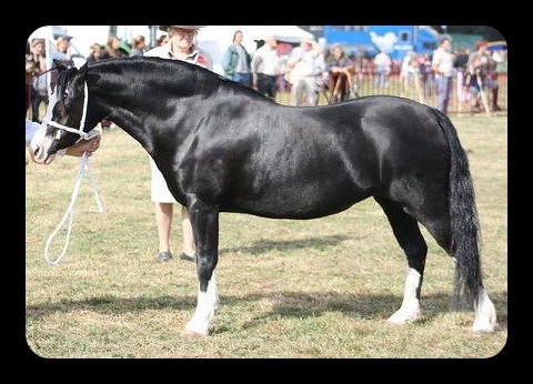 Image de l'annonce POULICHE WELSH PART BRED A RESERVER AU SEVRAGE - PETITE FILLE DE CASALL SUR SOUCHE MATERNELLE WELSH A PERFORMANTE