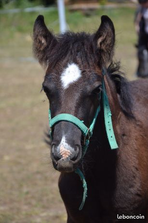 Image de l'annonce Foal Fell Pony