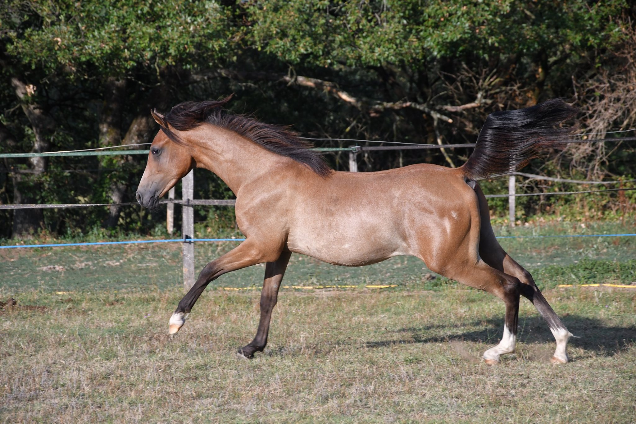 Image de l'annonce Joli mâle pur sang arabe de 2018