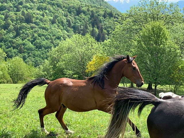 Image de l'annonce Male SF 2 ans par Asti Spumante par Agentinus et par Voltaire Diamant et Airborne Montecillo par Abdullah