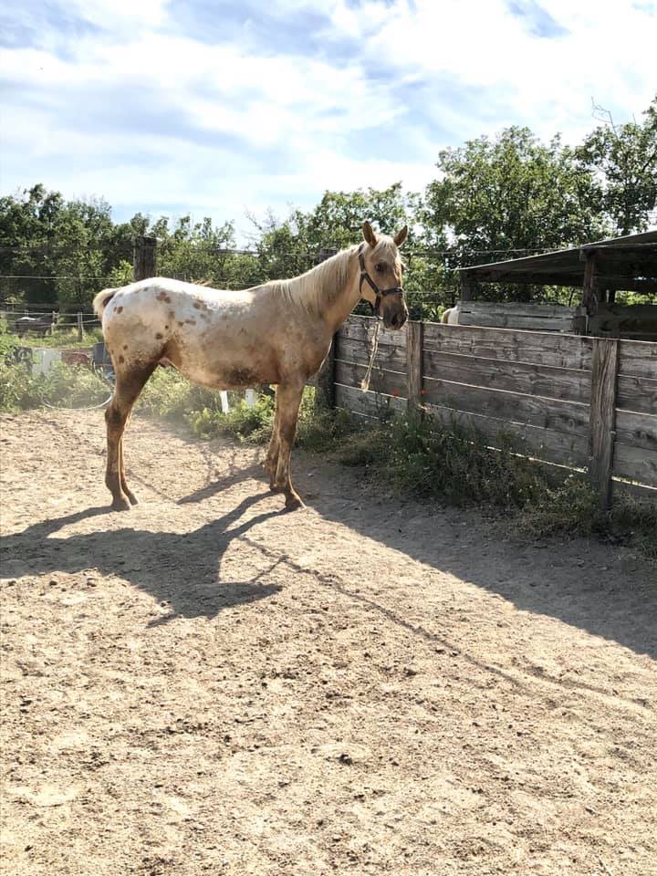 Image de l'annonce poulain palomino capé