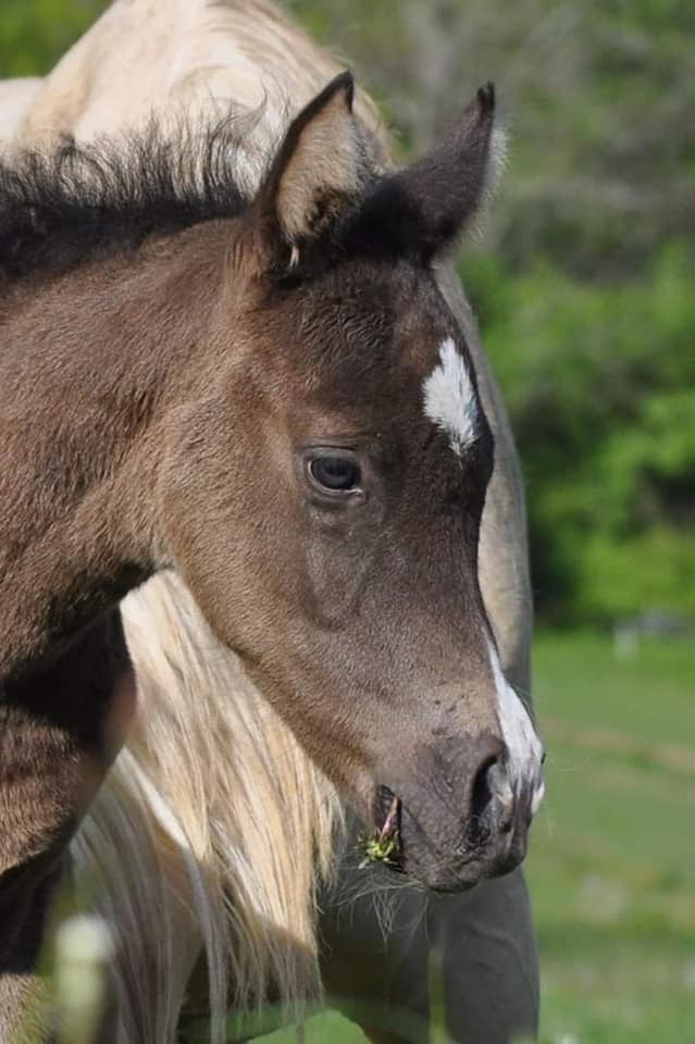 Image de l'annonce poulain 1 an smooky black 87,5%