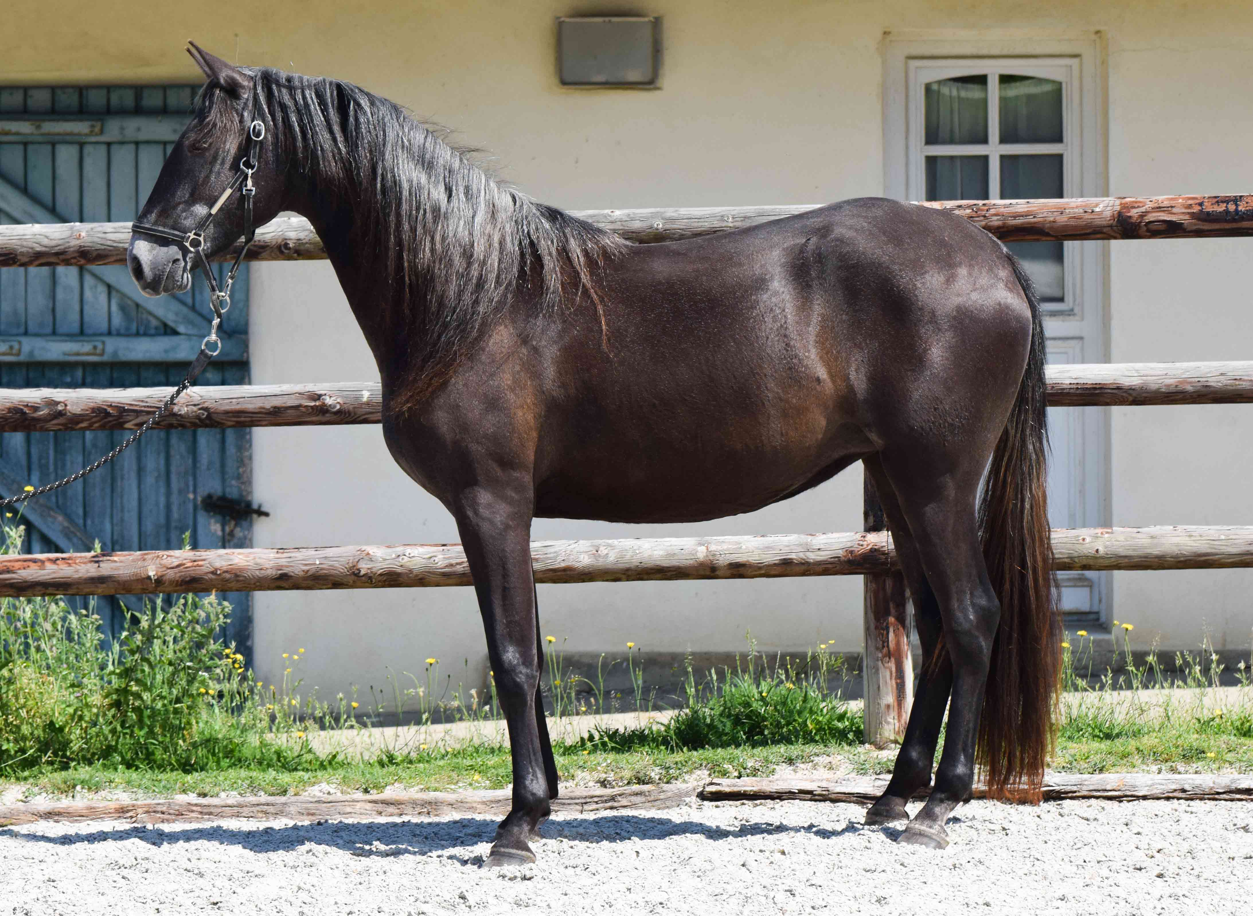 Image de l'annonce Jument 3 ans Dressage - Lusitanien x Gribaldi Trak