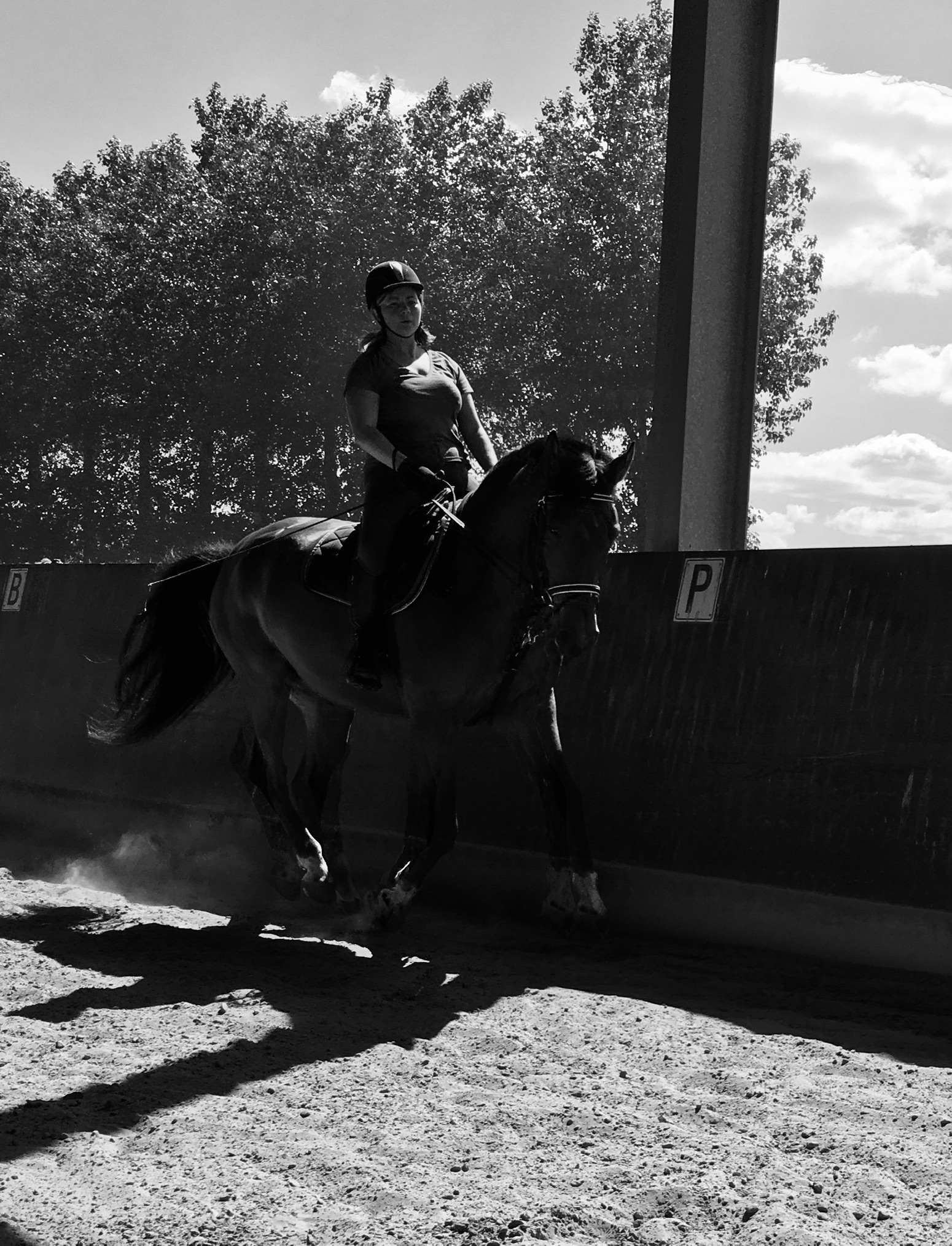Image de l'annonce Cheval hongre SF 11 ans