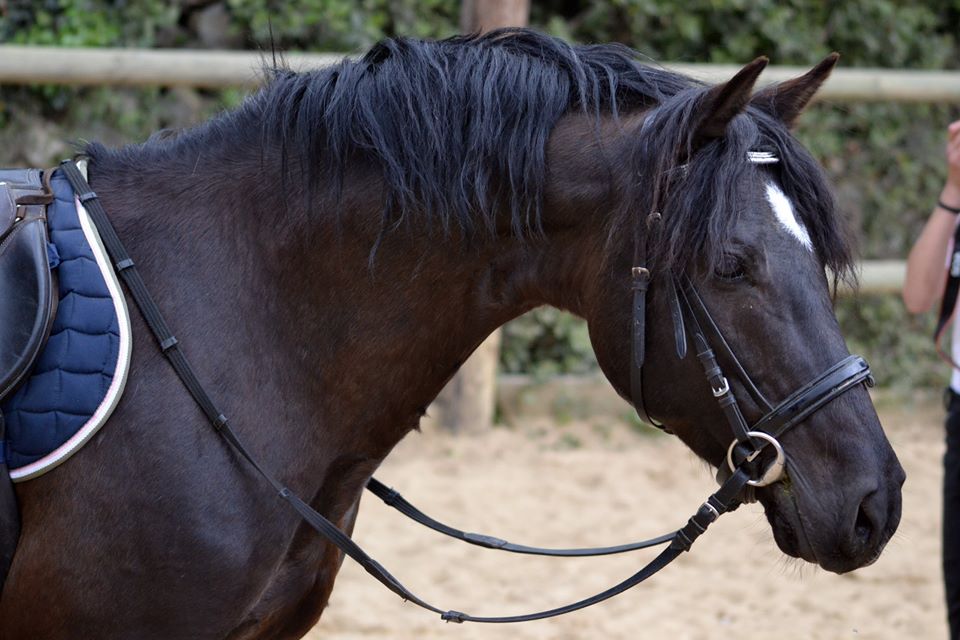 Image de l'annonce Poney multi médaillé d'1m30, monte en main ou en IAC