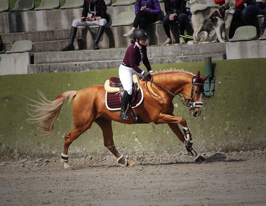Image de l'annonce Cheval de sport allemand 11 ans