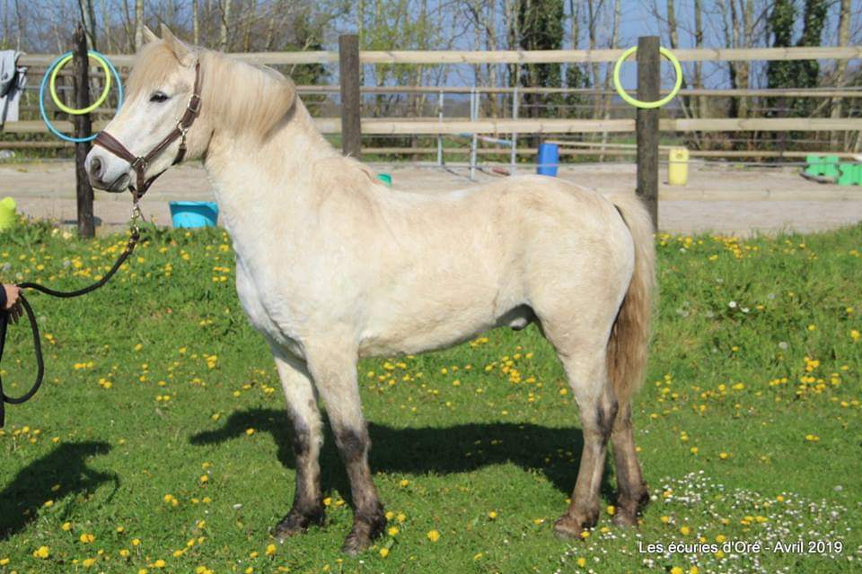 Image de l'annonce Poney connemara