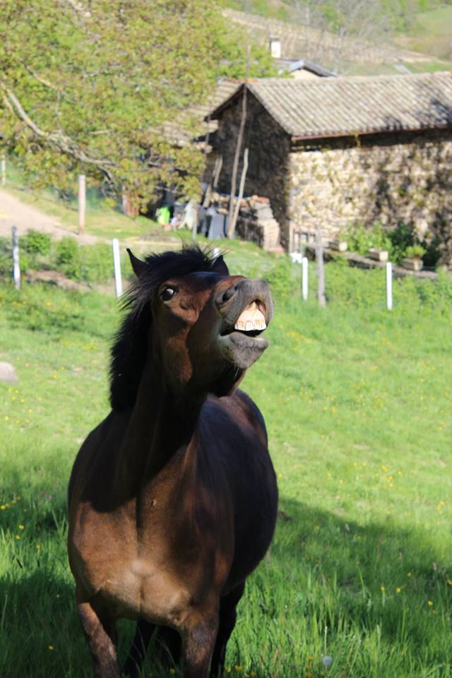 Image de l'annonce poulinière taille D oncp