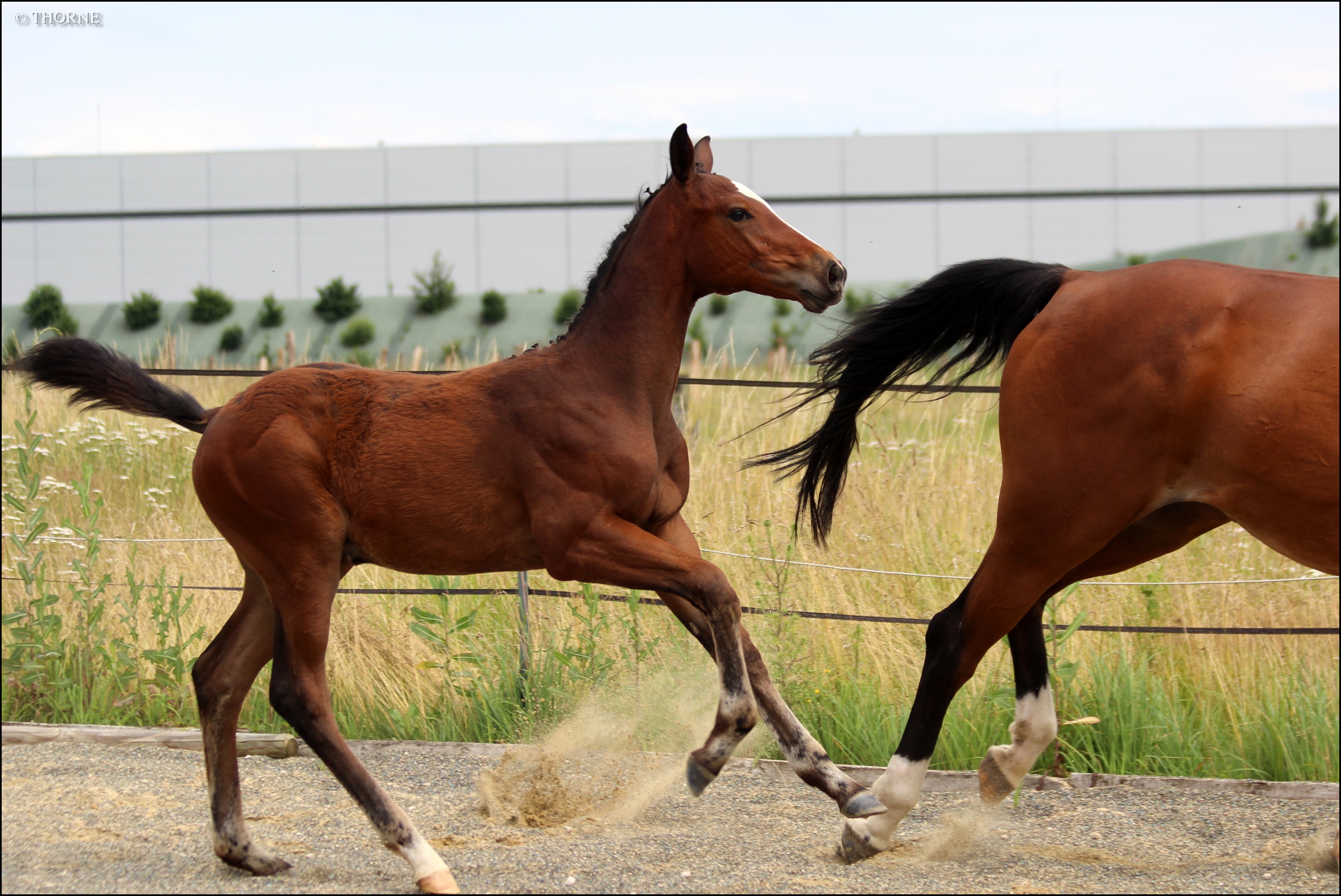 Image de l'annonce TOP POULICHE SFO ANDIAMO SEMILLY MERE ISO141