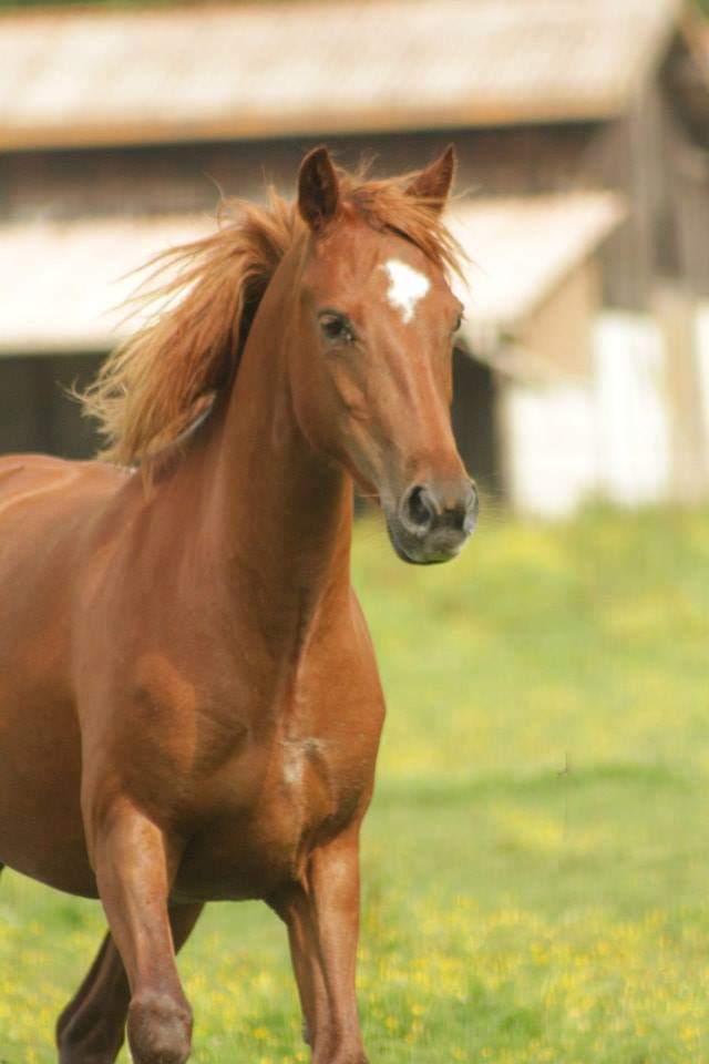 Image de l'annonce Etalon PFS taille B dispo en monte en main en Normandie