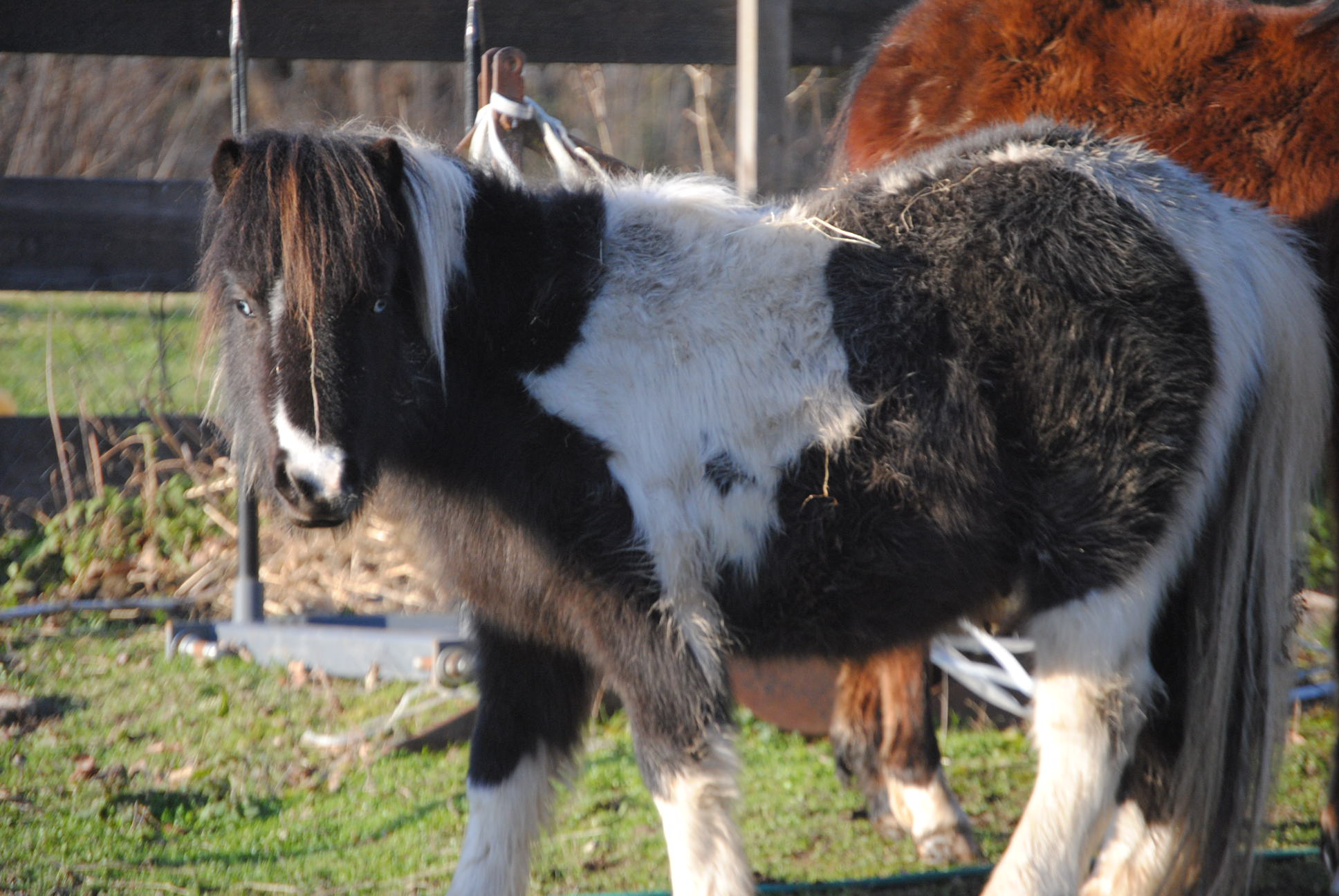 Image de l'annonce Poney OC taille A les yeux bleus