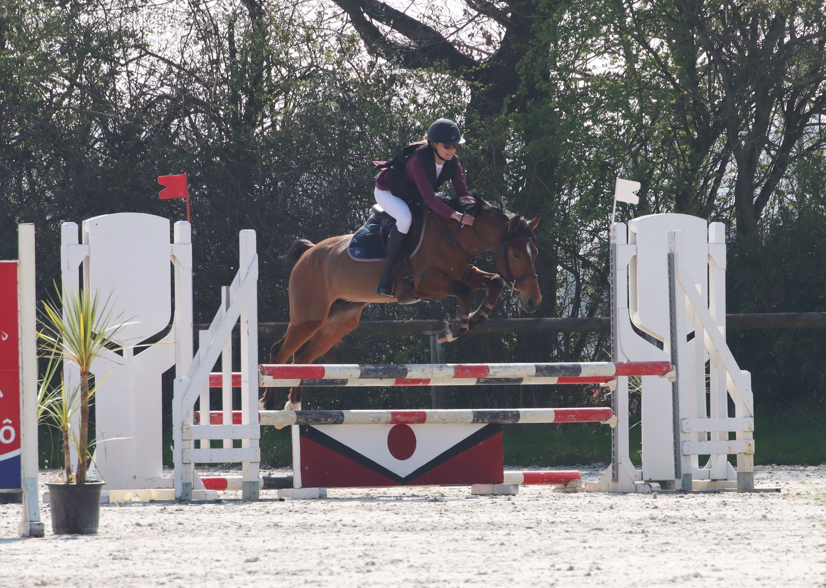 Image de l'annonce Poney de sport petit D