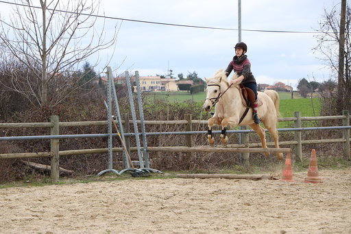Image de l'annonce jument palomino