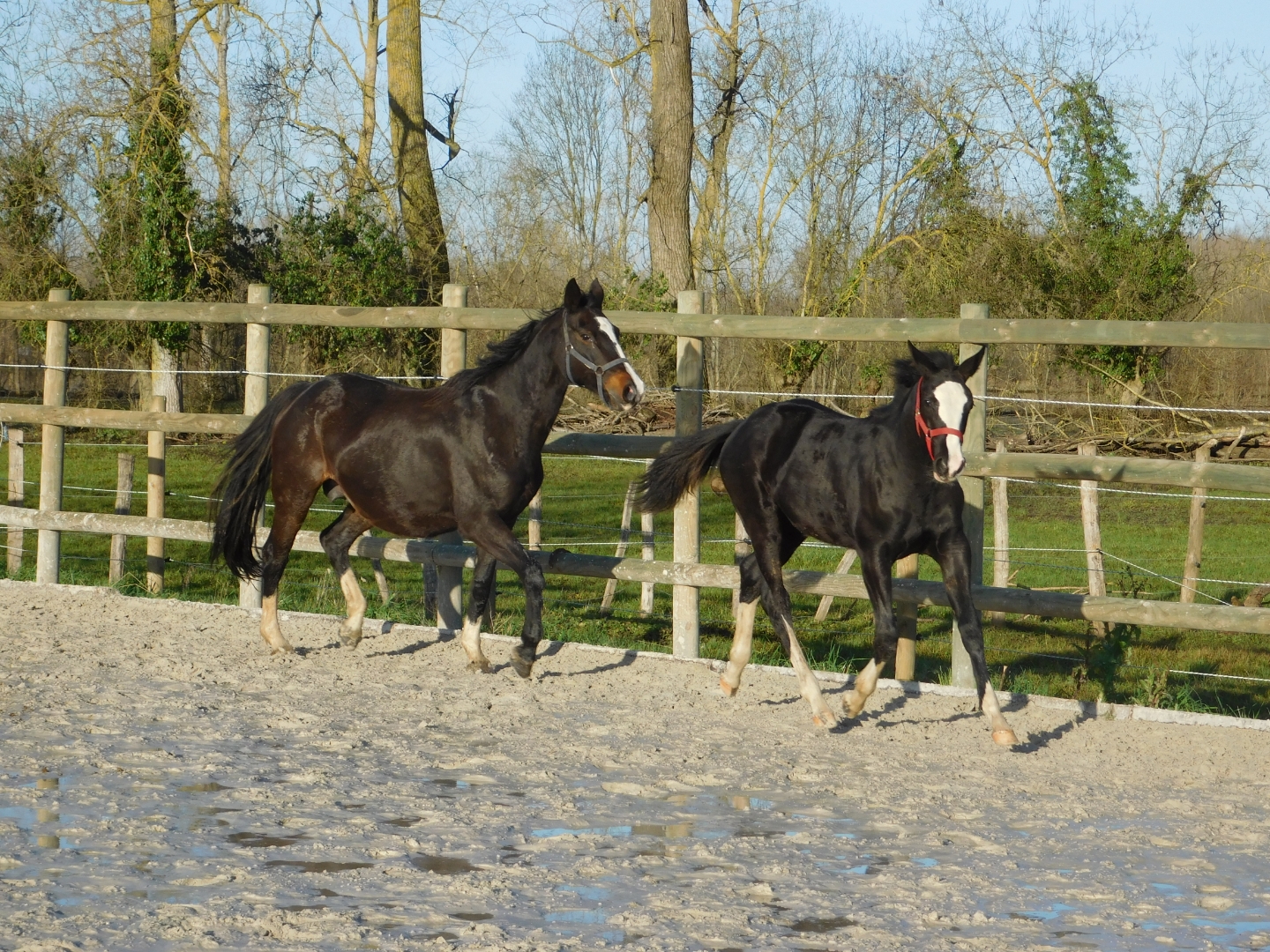 Image de l'annonce Foal Qlassic Bois margot