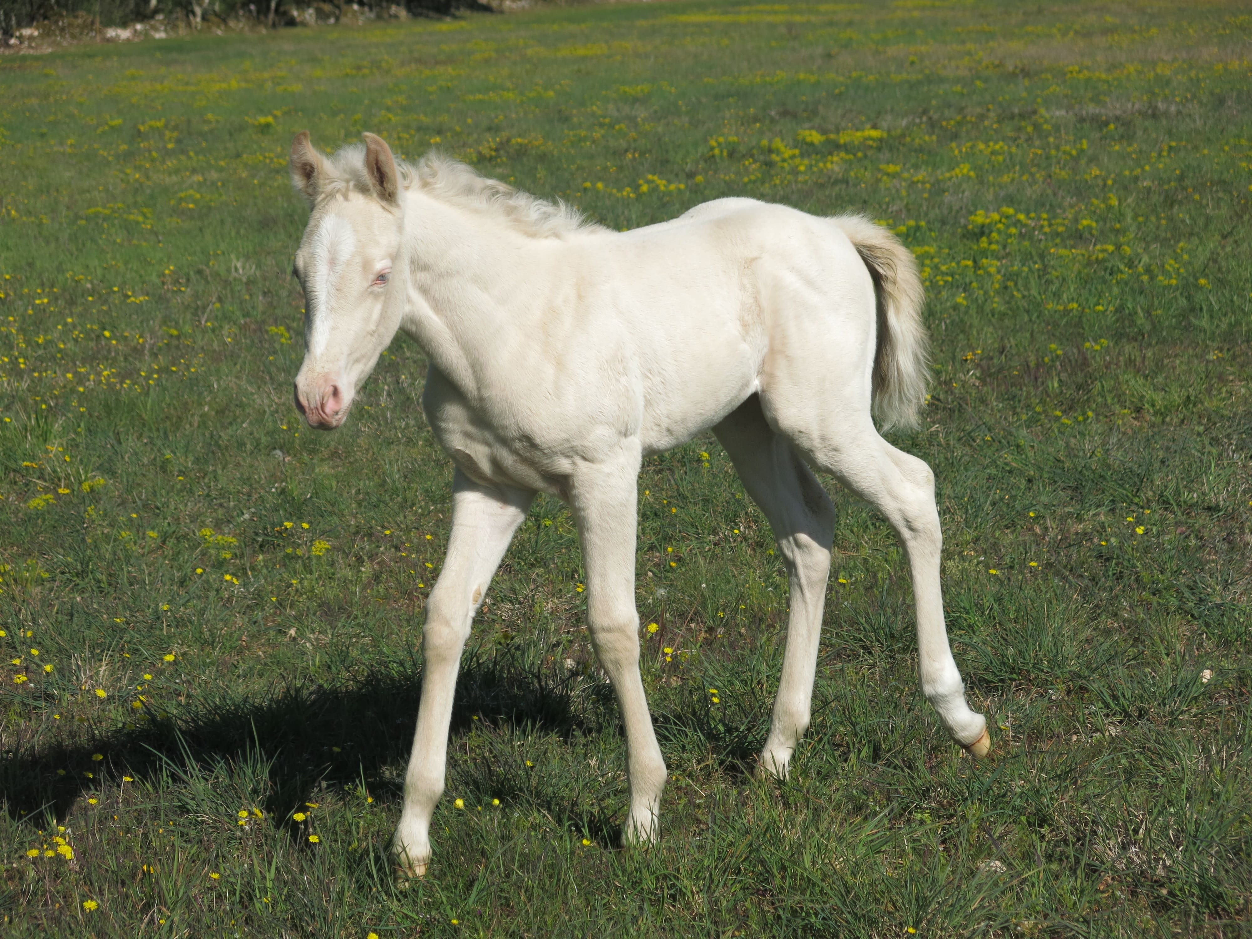 Image de l'annonce pouliche OC homozygote sur le crème